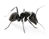 Bed Bug Exterminator Detroit photo 3