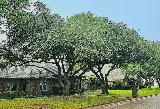 Trimmers Professional Landscaping photo 4