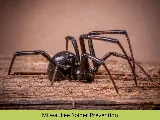 Nexus Pest Solutions photo 3