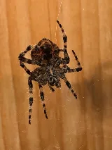 Alpine Pest Management photo 2
