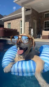 Premier Pools & Spas photo 5