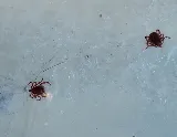 Preventive Pest Control Las Vegas photo 4