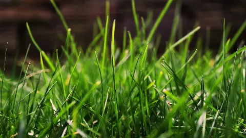 Home & Garden Pest Control photo 1