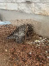 Absolute Pest Management photo 7