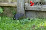 Canadian Pest Solutions photo 5