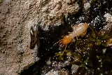 Southeast Florida Pest Control photo 2