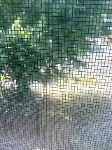 Orkin photo 8
