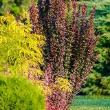 Get Growing Landscaping Ltd.