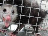 Attic Animal Pest Providence