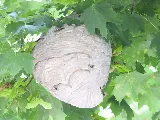 The Bug Man and Queen Bee photo 3