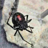 Bulwark Exterminating photo 2