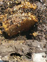 BUGWORKS Termite & Pest Control Company photo 7