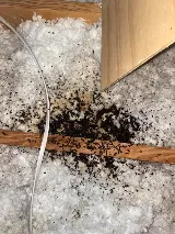 Get'm Pest Control & Exterminator In Jersey City photo 5