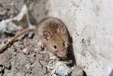 High Country Wildlife and Pest Control of Montana photo 6