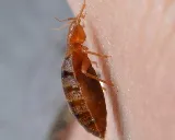Premier Pest Management photo 3