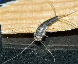 OPC Pest Services - Pest Control & Exterminator, Lexington, KY photo 8