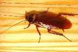 Mitchell Pest Services photo 7