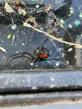 Bug Shockers photo 6