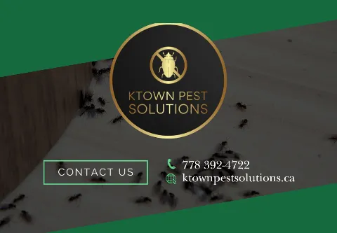 Ktown Pest Solutions photo 1