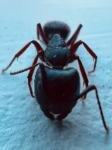 Major Pest Control Red Deer Inc photo 6
