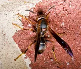 Elite Pest and Termite Control, LLC photo 5