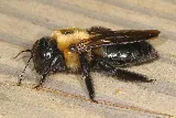 Expert Pest Management Inc. photo 4
