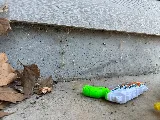 Insight Pest Solutions photo 6