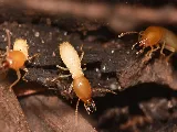The Killers Pest Control photo 3