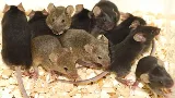 Heights Pest Control LLC photo 5