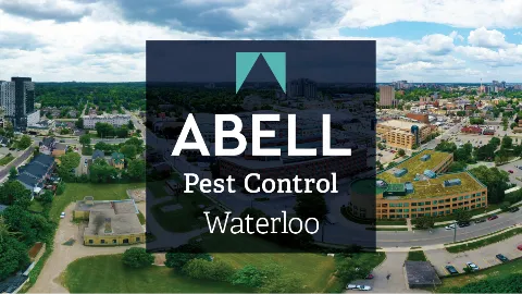Abell Pest Control in Waterloo