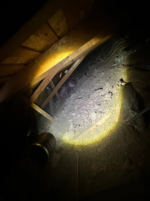 Cisneros Rodent & Wildlife Control in Sunnyvale