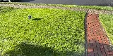 Harvest Lawn Care photo 8