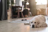 Denver Flooring Collective