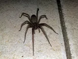 Pesticon Pest Control Vancouver photo 10
