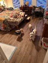 Carpet Baggers Carpet One Floor & Home photo 5