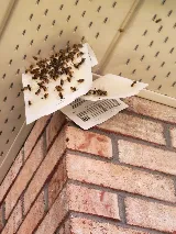 My Pest Exterminator photo 8