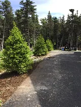 Landscaping experts Tree Planting, Sodding, Garden design photo 3