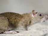 Phantom Pest Control North Vancouver photo 5