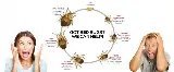 North Bay Bed Bug Removal Services