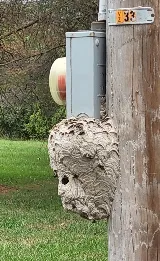 Bugs Bee Gone Pest Control photo 5