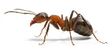 Step Aside Pest Management photo 3