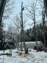 207 Landscaping Tree Service, LLC photo 8