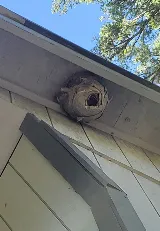 Paisley Ann's Pest Management photo 4