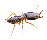 Hi-Tech Express Pest Control LLC photo 4