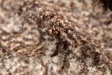 Rocky Mountain Bed Bug photo 6