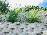 Hapa Landscaping LLC photo 5