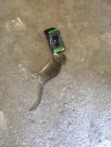 B.B.P.P | Mice Control Service photo 3