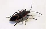 1st American Pest Control