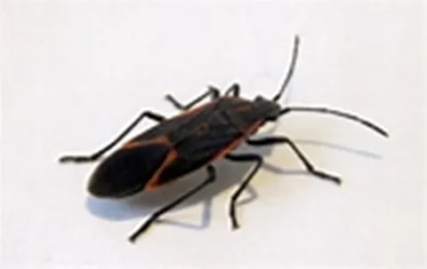 1st American Pest Control photo 1