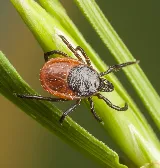 Home Paramount Pest Control photo 6